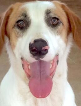 Chuck -liebt Hunde, Menschen & Wasser- - Oldenburg