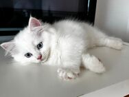 Kleine süße Langhaar-Katze – ein Mix aus Britisch Langhaar (BKH) und Perser. - Frankfurt (Main) Bergen-Enkheim