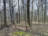 Waldfläche - Priestewitz