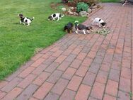 Jack Russel Mix Welpen zu verkaufen - Sulingen