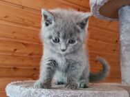 BKH Kitten suchen ein neues Zuhause - Oldenburg