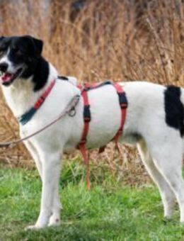 Elliot ist sensibel und unsicher - Egelsbach