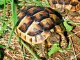 Landschildkröten, Testudo graeca ibera in 64385