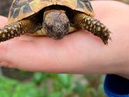 Landschildkröten suchen ein neues artgerechtes Freigehege - Nettetal