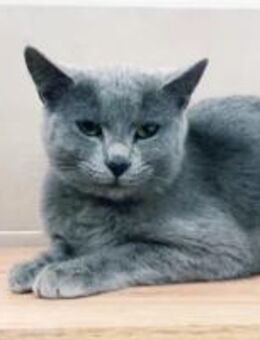 Cinderella Ruhige, hübsche Prinzessin - Unterföhring