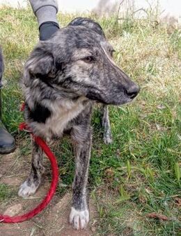 Africa - hat nur einen Wunsch - Mettmann