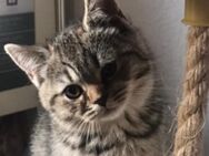 BKH kitten - Schwäbisch Gmünd Zentrum