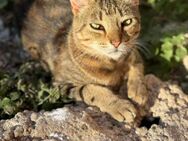 Pearl - süßes Katzenmädchen sucht Dich! - Walluf