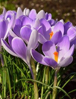 Er 59 Cabriofahrer su. Frau - Speyer