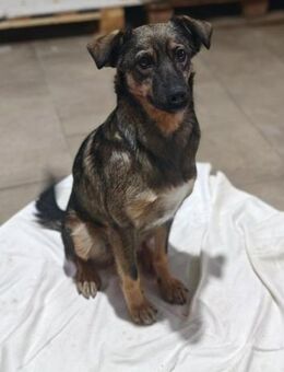 💕Dana💕 sucht ihre Menschen🐾💕🐾 - Freilassing