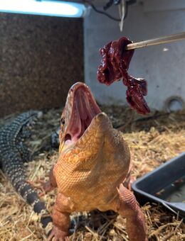 Tejus mit Terrarium, alles komplett! :) - Löhne