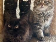 Katzenbabys Persermix - Geisenfeld