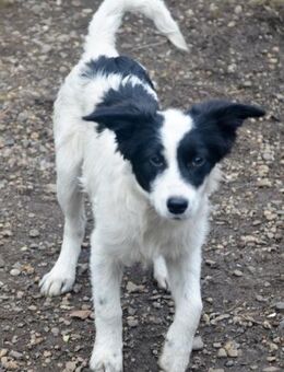 LARA - ein Wirbelwind sucht Familie - Erfurt