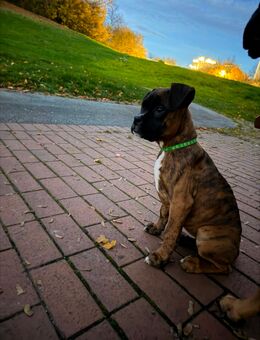 Reinrassige deutsche Boxer Welpen - Hagen (Stadt der FernUniversität) Altenhagen