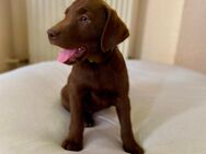 Labrador Welpe Hündin Abgabebereit 11 Wochen - Limbach (Landkreis Bad Kreuznach)