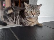 Britisch kurzhaar Kater.Wer sucht einen Kater zum Paaren mit der katze - Egelsbach