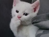Katzenbabys Kitten Mixkitten
