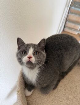 Kleiner süßer Kater sucht ein liebevolles Zuhause - Gießen