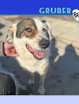 🧡 GRUBER 🧡 - EIN HÜBSCHER SCHATZ SUCHT - Alfeld (Leine)