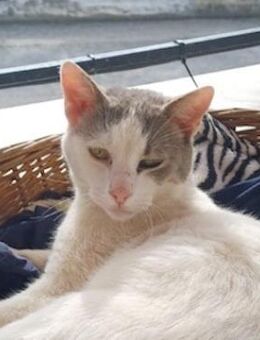 Asproulis, geb. ca. 11/2021, lebt in GR - Markdorf