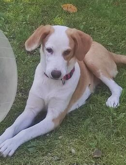 Cappucino 💙💙💙 sucht Happy-Home - Bad Karlshafen