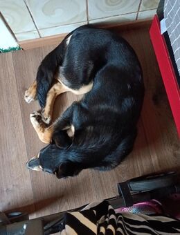 Junge Mischlingshündin - Moormerland