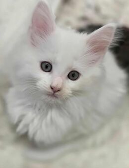 Maine Coon Katzen - Rangsdorf