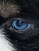 Miniature Australian Shepherd - Mini Aussie in 24534