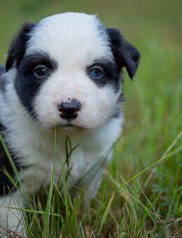 Border Collie Welpe - Gemünden (Main)
