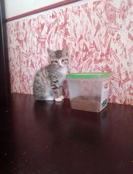 Niedliche kleine Katzenbabys - Friesoythe