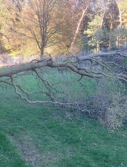 Sturmschaden Beseitigung, Baumfällung, Rodungsarbeiten Winterdienst u.v.m - Mechernich
