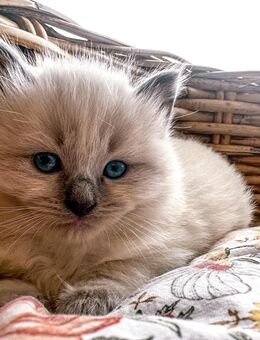 Nur noch 2 zauberhafte Ragdoll ähnl. Heilige Birma Kitten zum reservieren! Katzenbabys / Kitten / Babykatze - Neu Wulmstorf