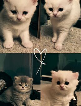 🐾 4 liebevolle Kitten suchen ein neues Zuhause 🏡 - Holzkirchen (Regierungsbezirk Oberbayern)