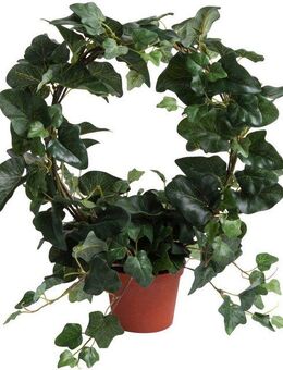 Künstliche Zimmerpflanze Efeubogen im Topf Efeu, Botanic-Haus, Höhe 38 cm