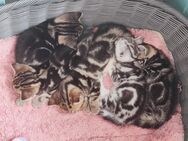 Bkh Kätzchen, Kitten mit Stammbaum - Büren