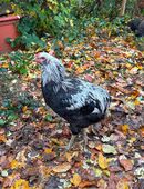 Araucana Zwerg-Hahn Grünleger Hahn in 72076