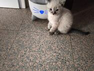 BLH Maine Coon Katerchen - Daxweiler