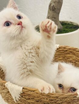 Süße BKH Colourpoint Kitten – 2 Monate alt – 500€ VB 🐾 - Merzenich