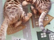 Bengal Kitten Kätzchen Katzen - Emmerting
