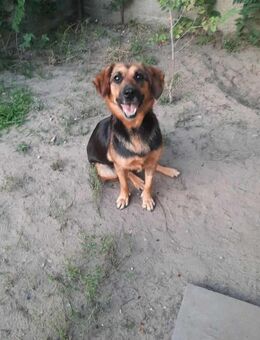 💖 Suzy 9-jährige Hündin sucht - Kassel