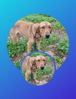 Todd💚Bruder von Tye möchte nach Hause - Alfeld (Leine)