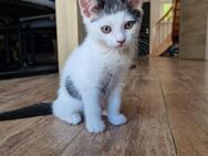Mix Kitten suchen ein liebevolles Zuhause - Oberschneiding