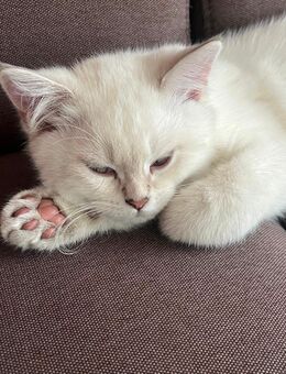 kleiner Kater BKH - Oberrot