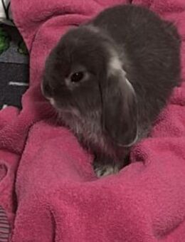 Zwergwidder Minilop Kaninchen - Berlin