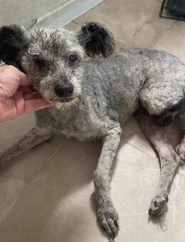 Lotti sucht ein liebevolles Zuhause - Blankenheim (Nordrhein-Westfalen)