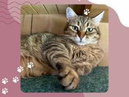 Schmusekatze Marcella hofft auf Post - Pinneberg