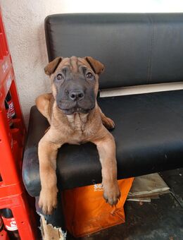 Hunde welpe Hündin shar pei mix - Altensteig Zentrum