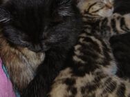 Kitten Bkh 1 - Kätzchen , schwarz melliert - Moers