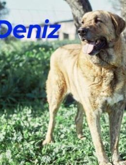 Deniz groß, treu & aufmerksam 09/20 ESP - Ruppertsecken