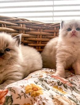Nur noch 2 zauberhafte Ragdoll ähnl. Heilige Birma Kitten! Katzenbabys / Babykatze - Neu Wulmstorf